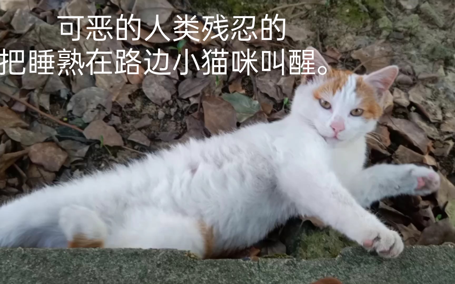 [图]可恶的人类残忍的把睡熟在路边小猫咪叫醒。