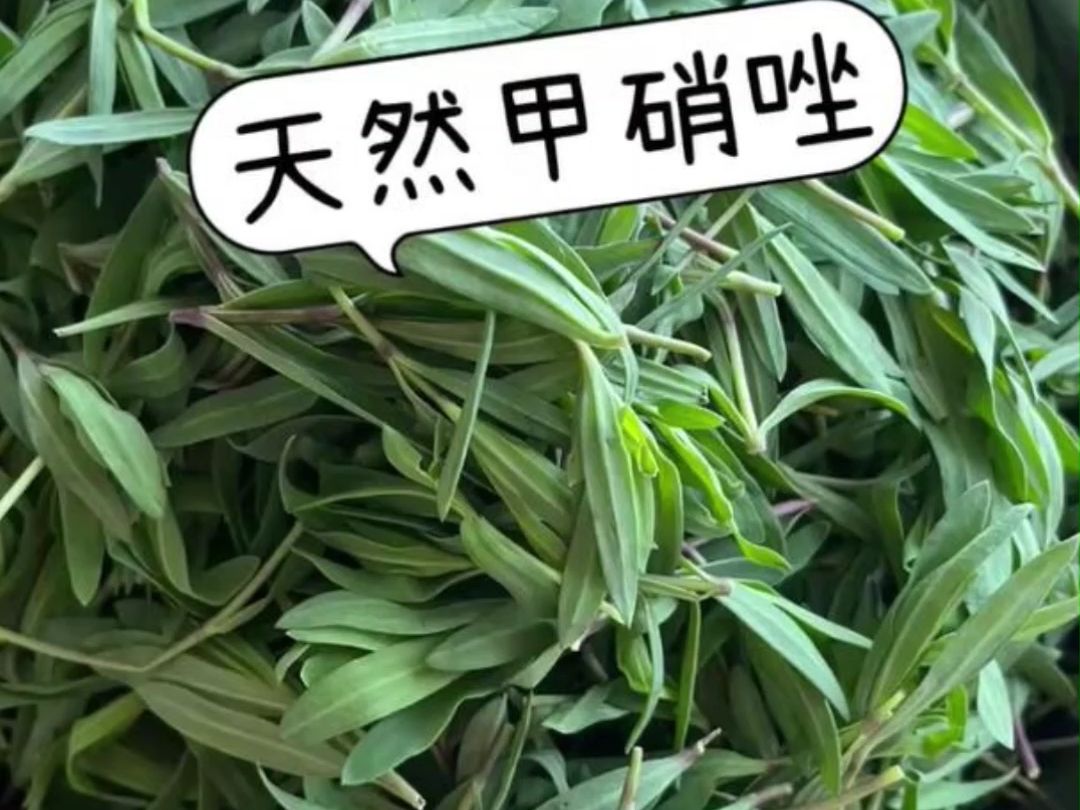 能吃的野菜图片和名字图片