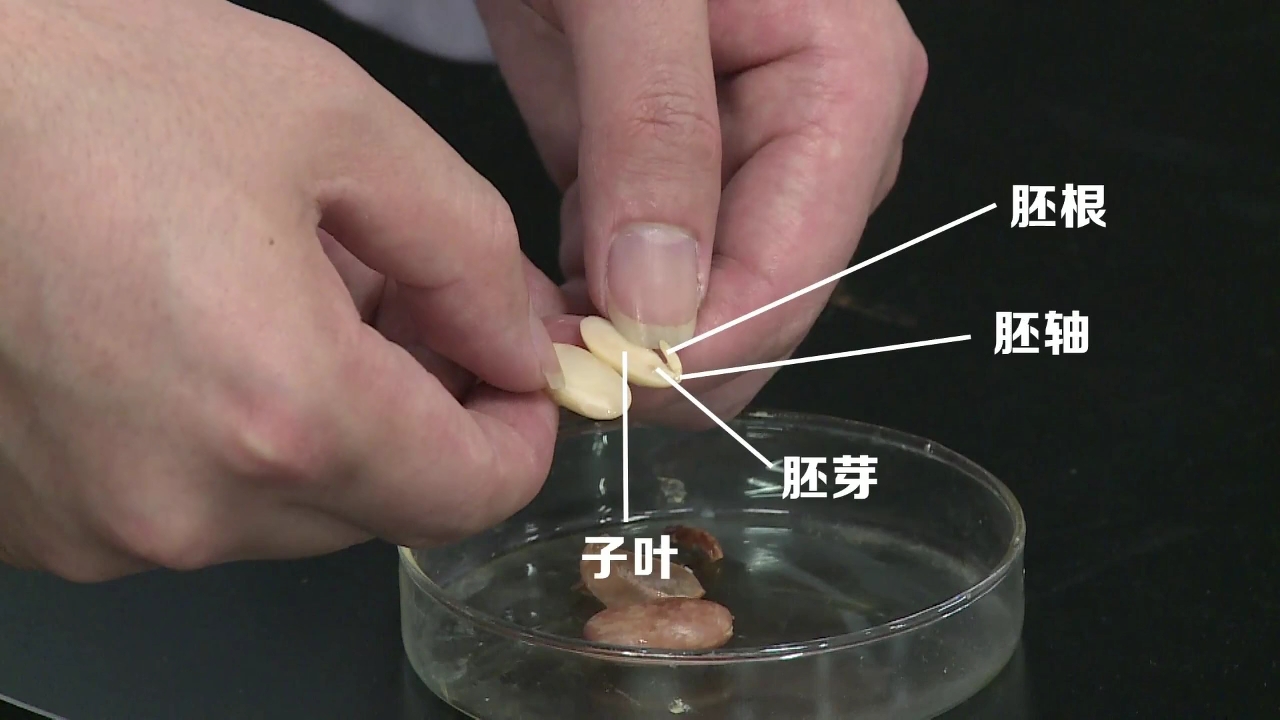 [图]生物实验操作考试 观察种子的结构 让你顺利应对中考 奔涌吧，后浪！