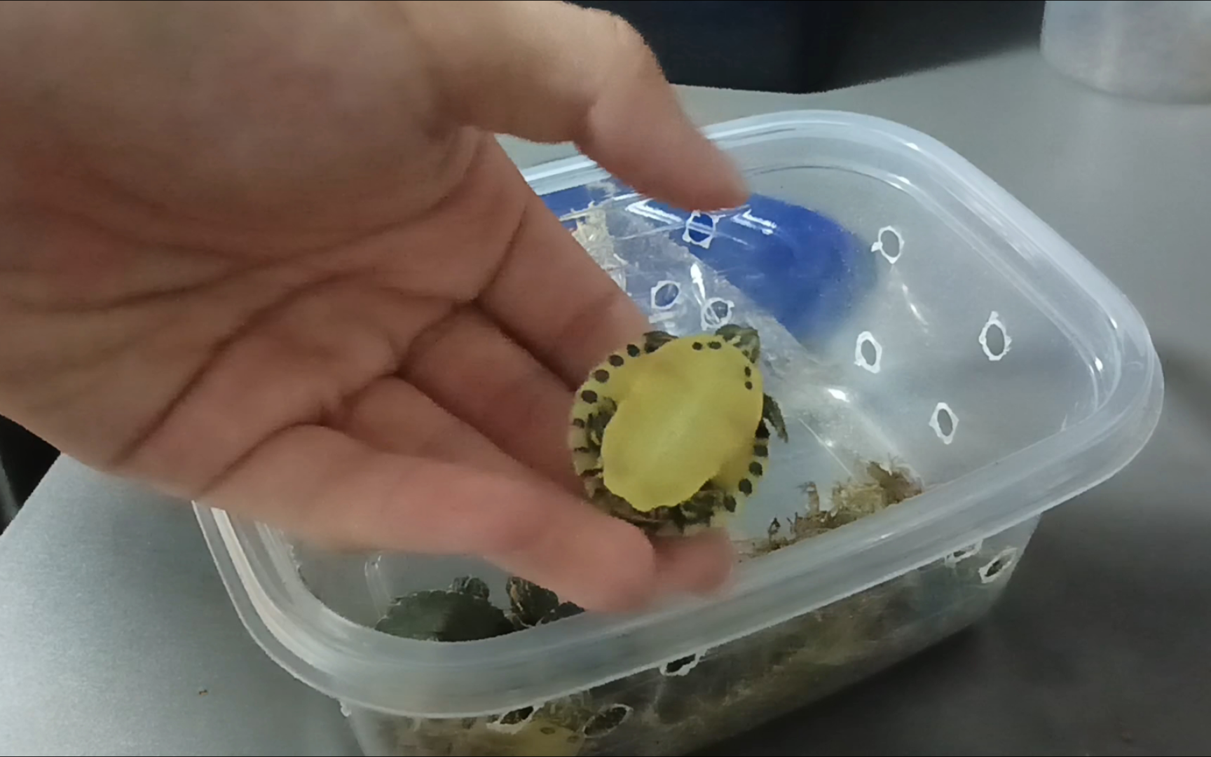 【养龟】开箱一只黄耳龟