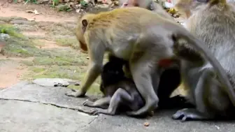 Tải video: 可怜的小丹妮被猴群的一堆母猴商议要大树上摔死小丹妮