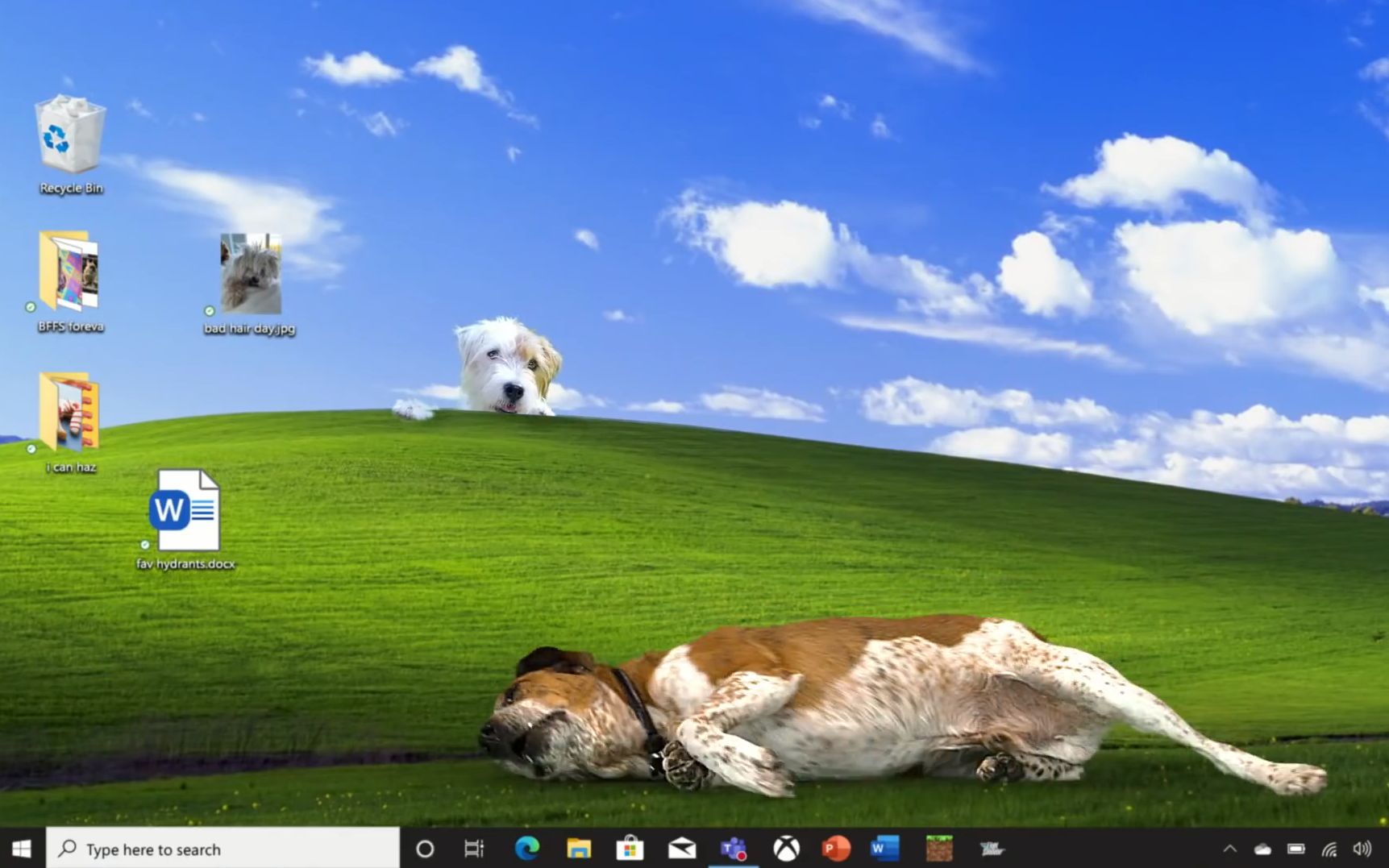 【圣诞假期】当狗狗遇上微软