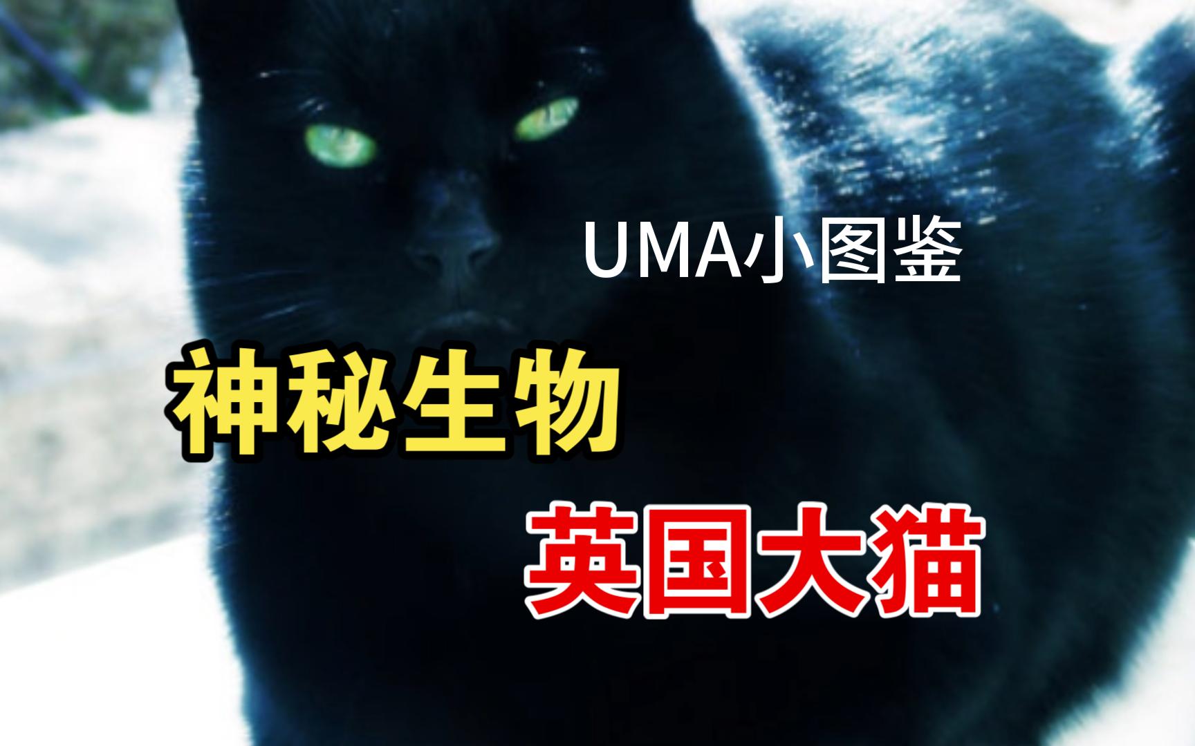 【UMA小图鉴】大不列颠岛的神秘生物——英国大猫!哔哩哔哩bilibili