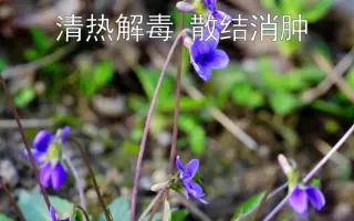 紫花地丁 搜索结果 哔哩哔哩 Bilibili