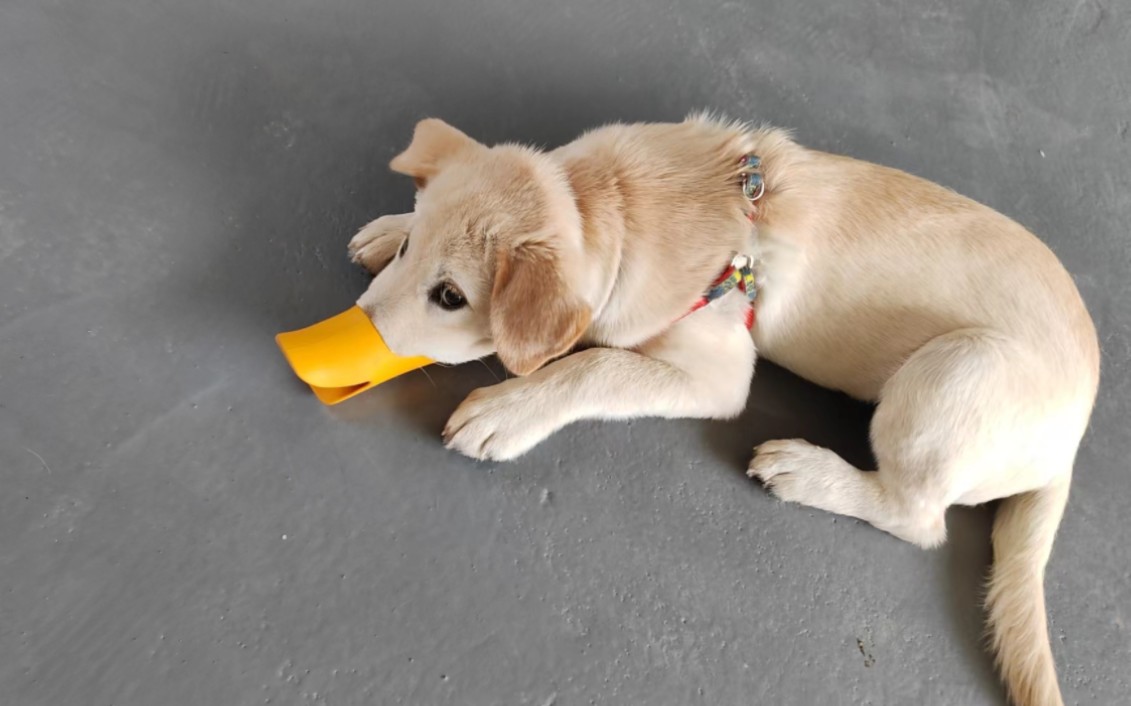 长势喜人的多多狗