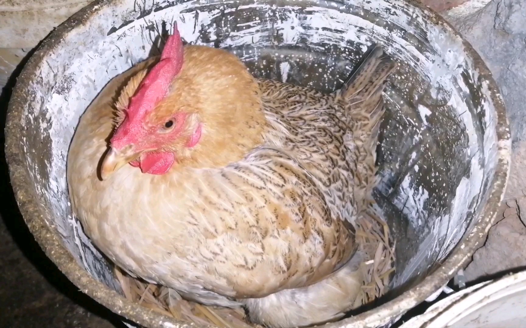 小麻花母鸡的下蛋过程