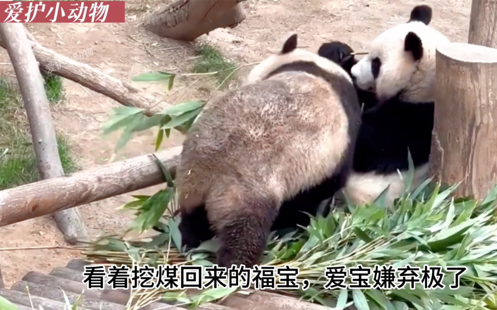 刚挖煤回来的福宝,被爱宝肉眼可见的嫌弃,不过它这次,真的太黑了