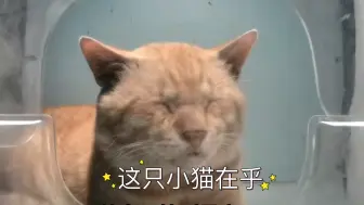 这只猫猫在乎