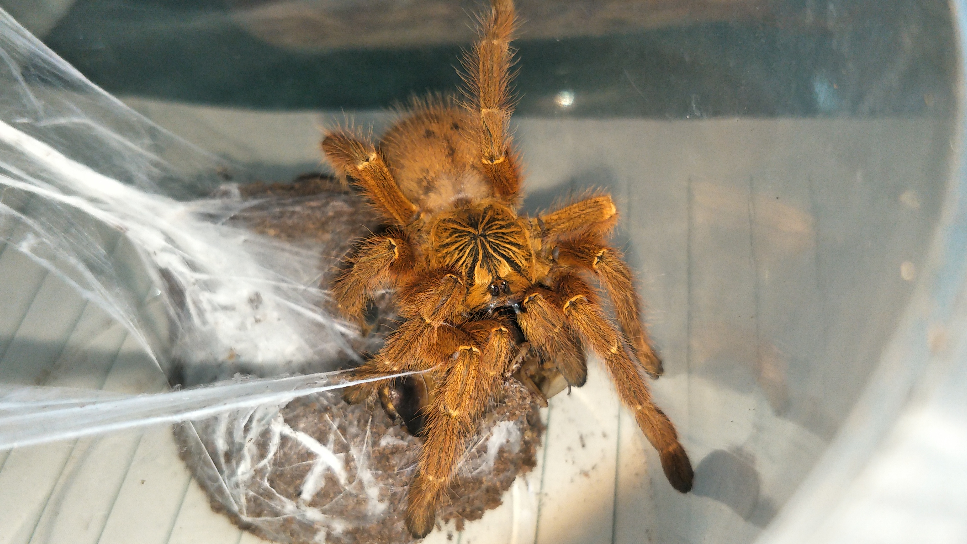 [橙巴布]性感c8 在线破甲