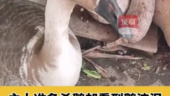 主人准备杀鹅却看到鹅流泪当场决定不杀了 网友：万物有灵