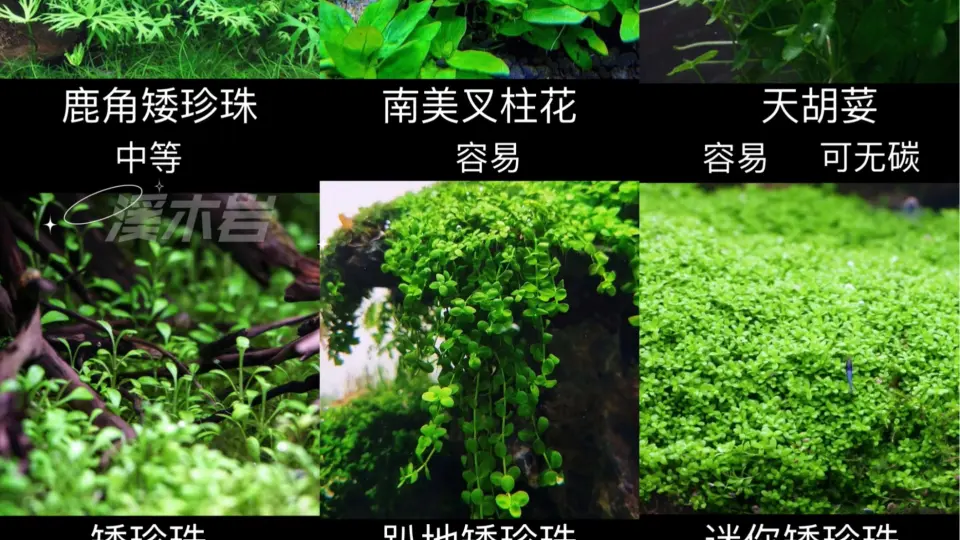 水草大全-135种你认识几种_哔哩哔哩_bilibili