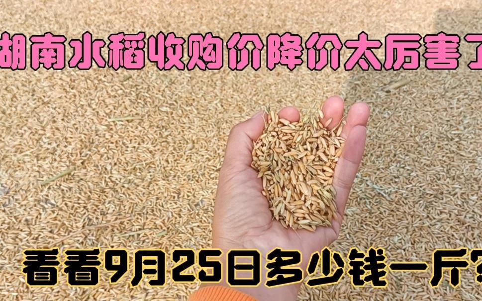 9月25日湖南水稻收购价大降价,看看多少钱一斤?农民欲哭无泪哔哩哔哩bilibili