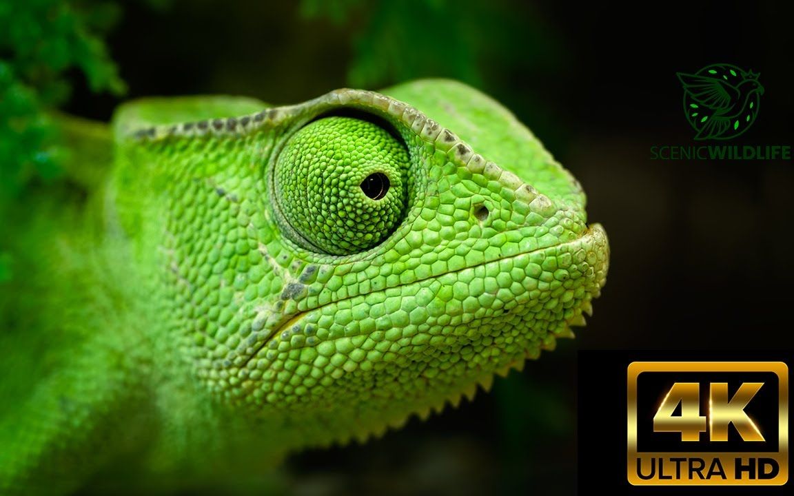 [图]Amazing Wild Animals With Soothing Relaxation in 4K ULTRA HD, Macro Shot Scenic