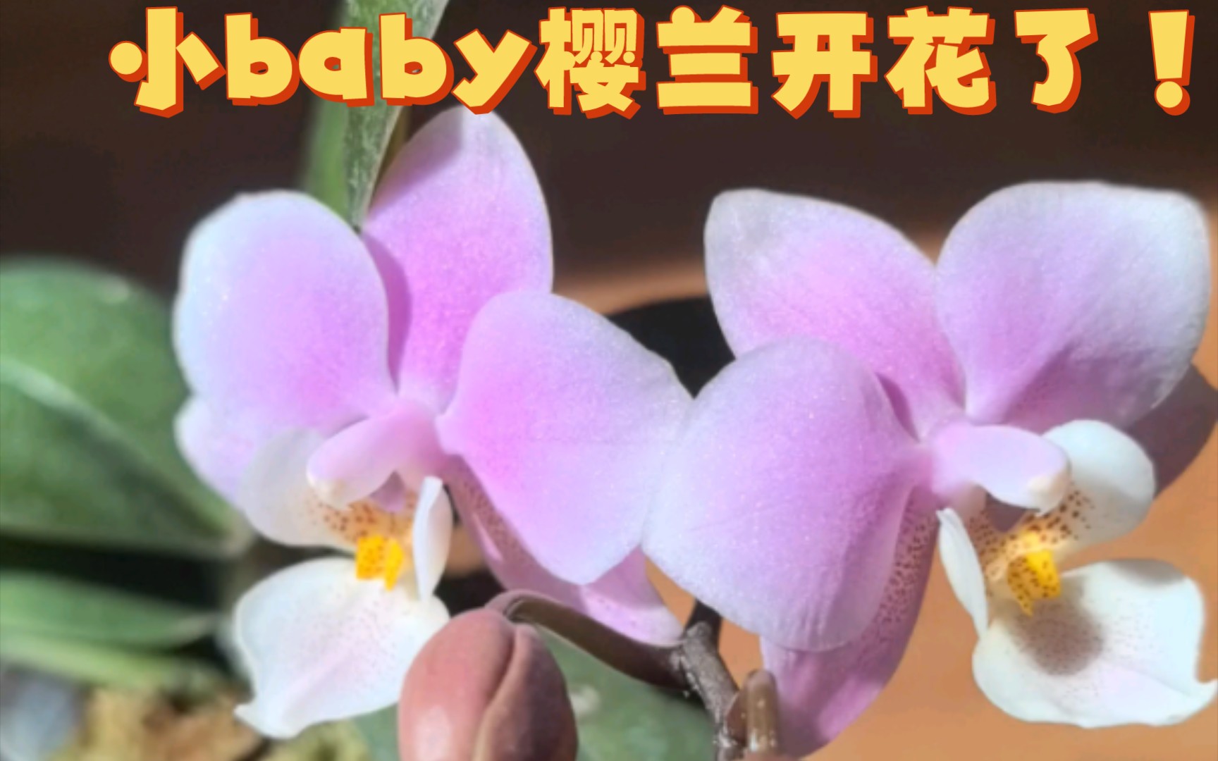 【蝴蝶兰】1.7的小baby樱兰也能开出迷人的香花儿,真是有苗儿不愁长,有花儿不愁开呀!哔哩哔哩bilibili