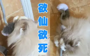 Download Video: 通过蹭马桶刷报复我的小猫咪谁看了不上头呢