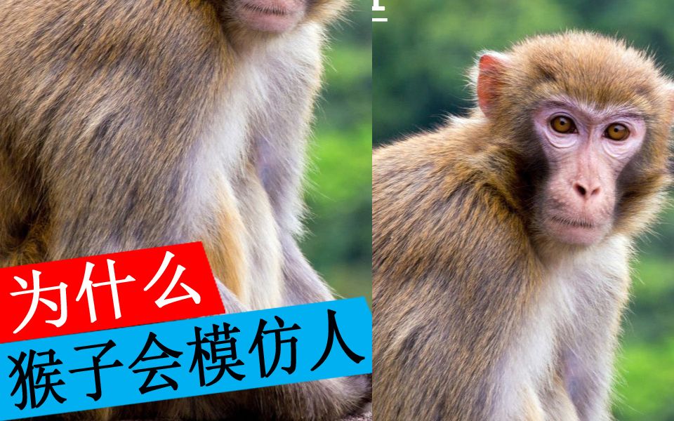 活动  为什么猴子会模仿人呢
