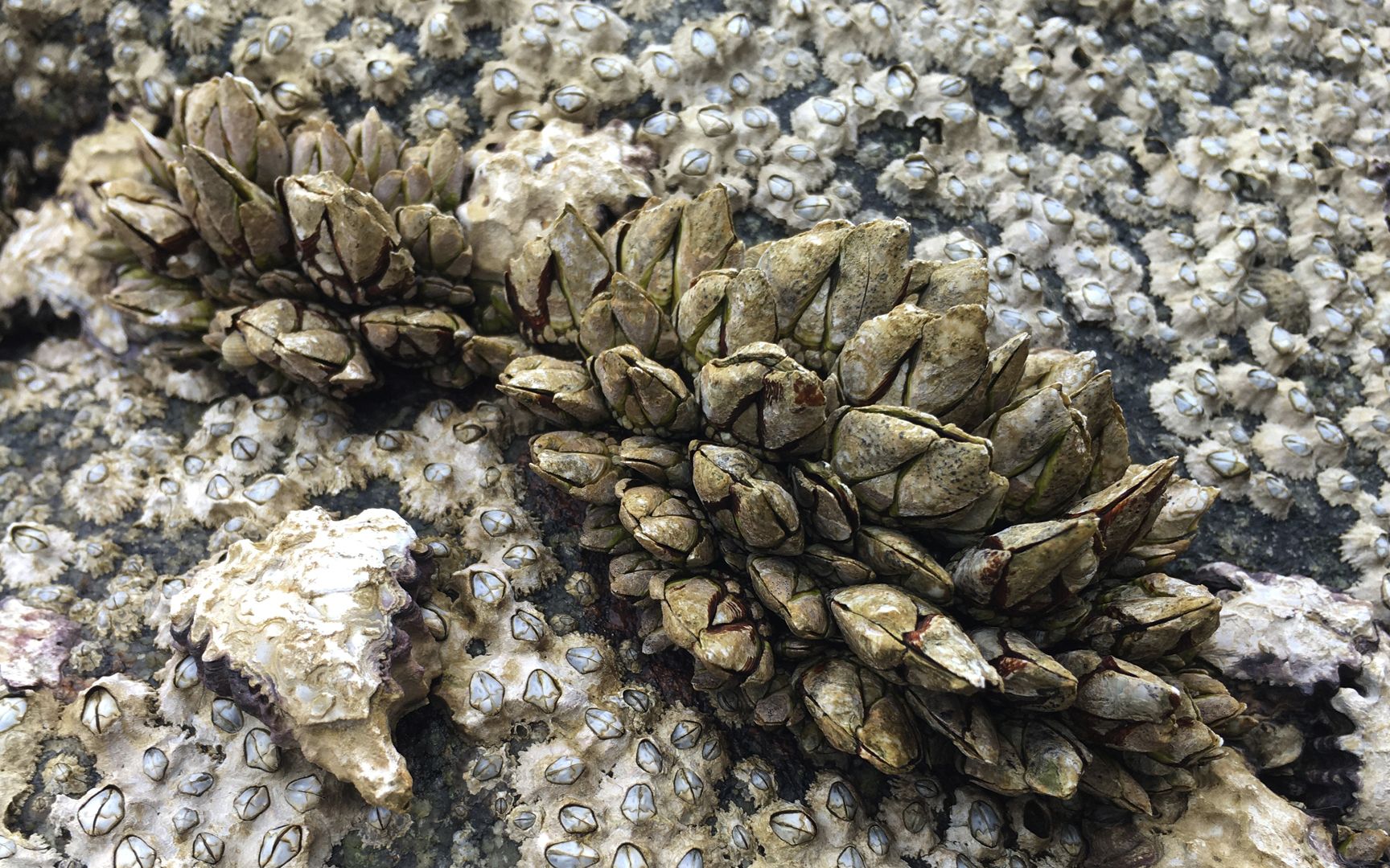 礁石上密密麻麻全是佛手螺,闲牛直接用铲将整窝铲下来,太过瘾了