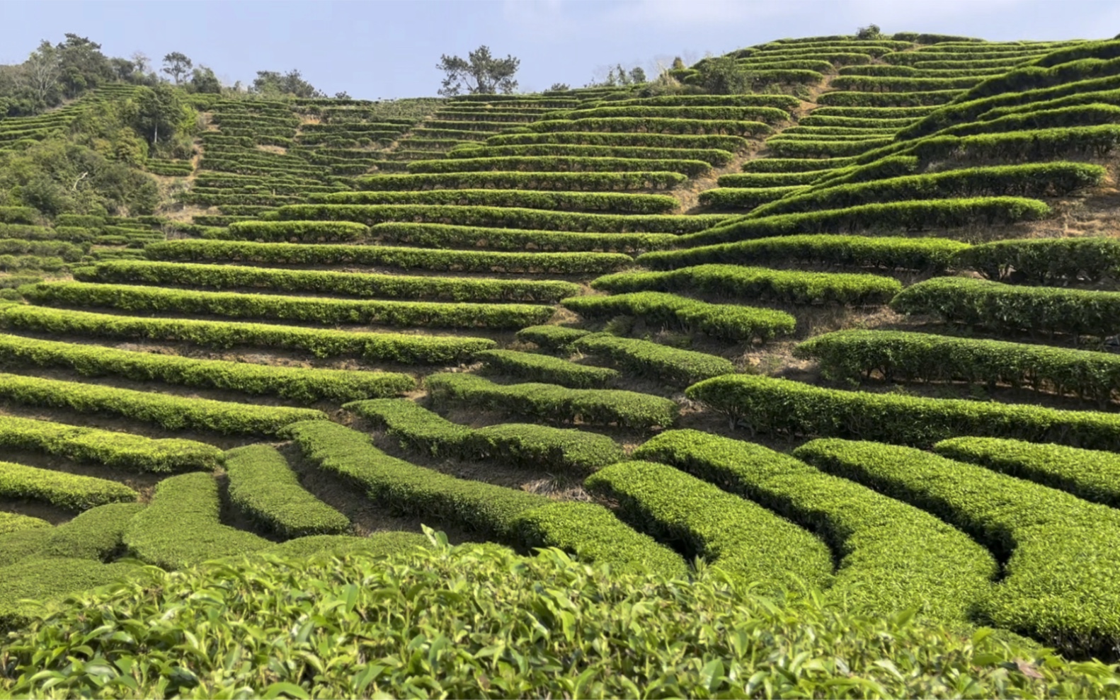 [图]茶乡茶香四溢，家家户户忙碌着采茶