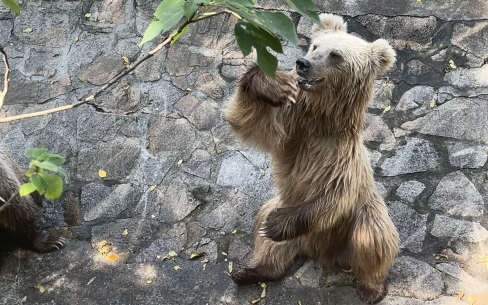 上海动物园欧洲棕熊过来玩儿