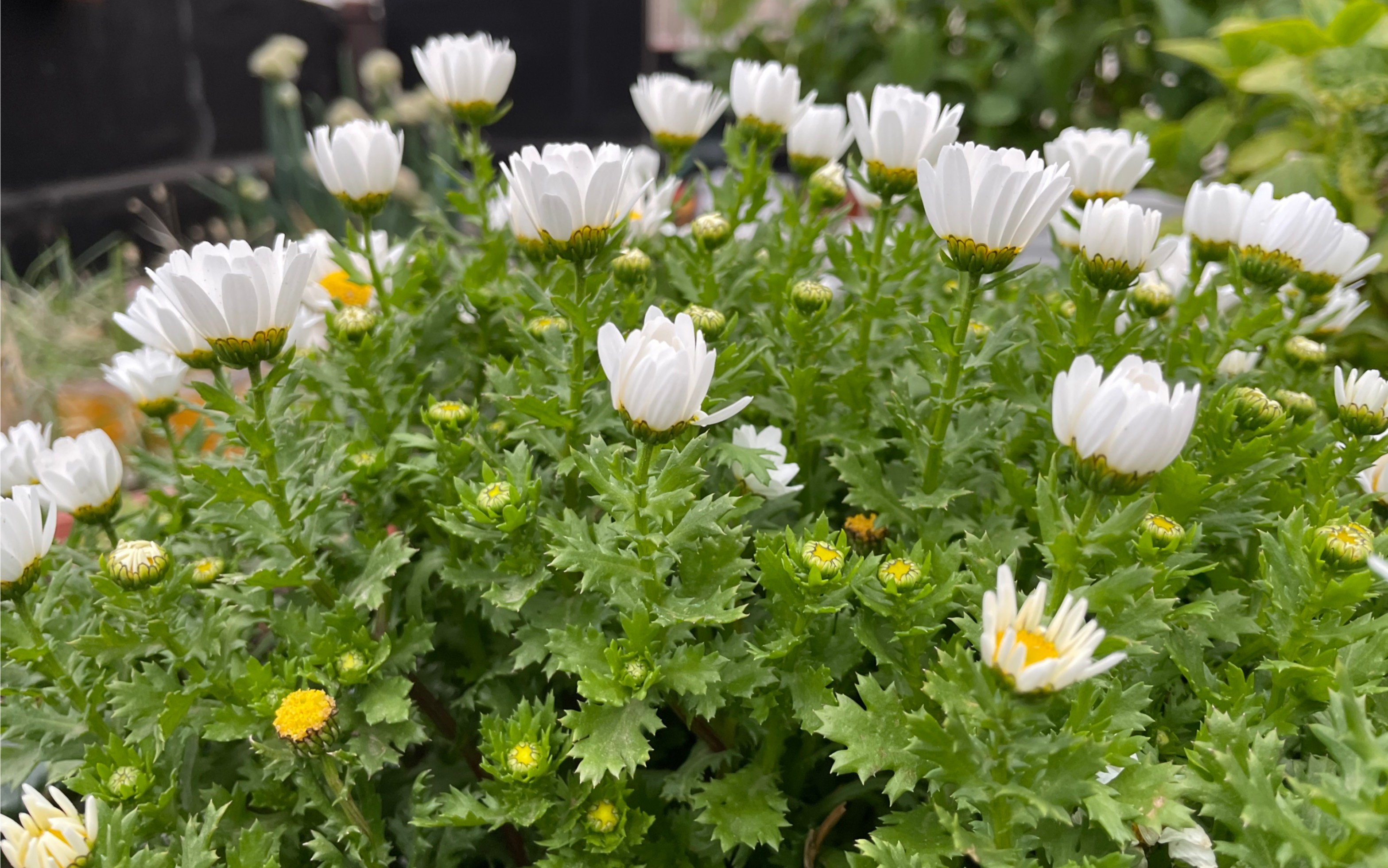 二夏推荐你纸鳞托菊的话,我更推荐大家养一颗白晶菊.