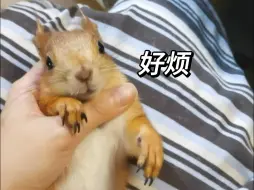 松鼠🐿️版-若月亮🌙没来