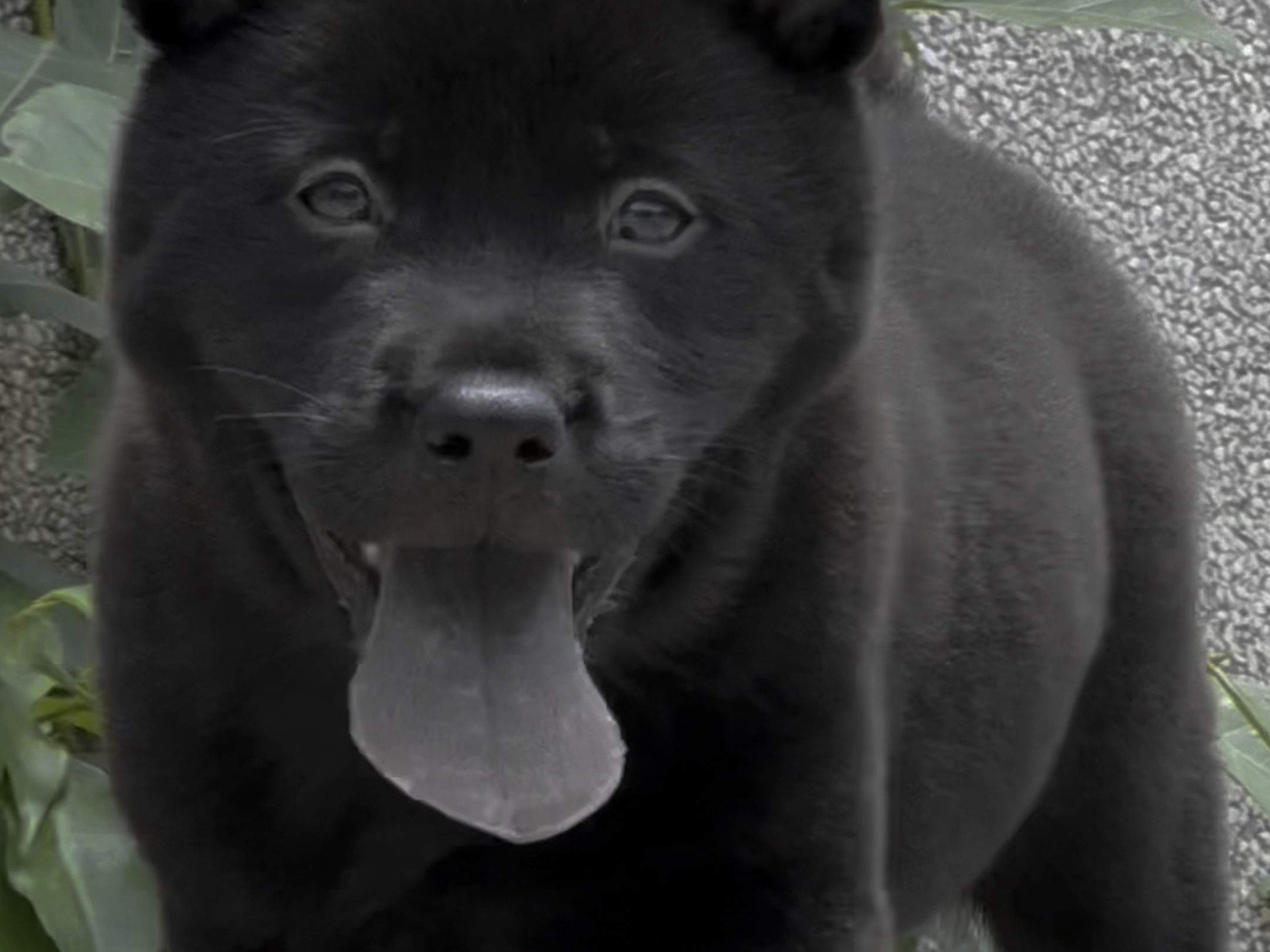 中华田园犬之五黑犬 黑狗黑舌 十分罕见 霸气侧漏哔哩哔哩bilibili