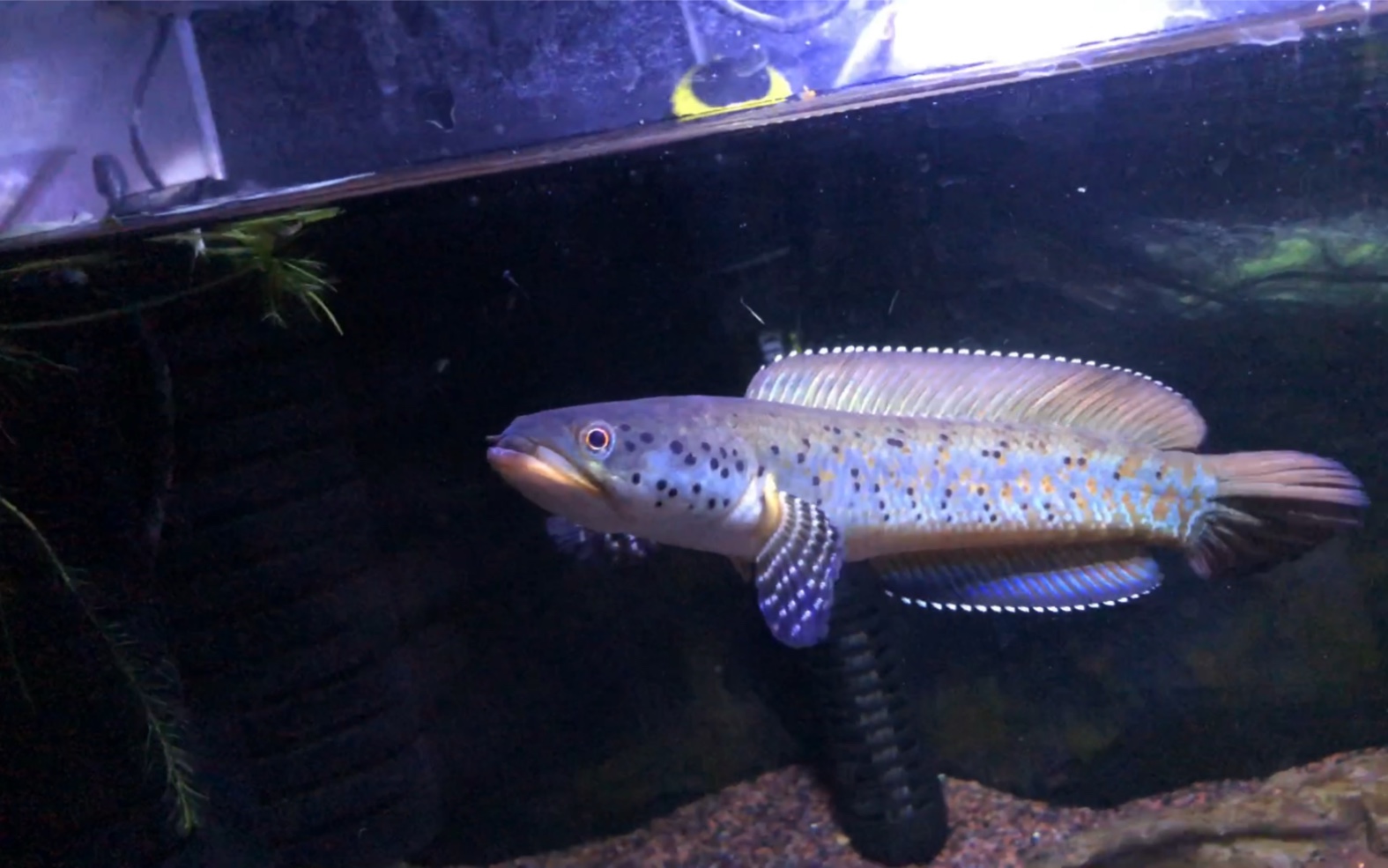 幻蓝雷龙饿了两个月终于减肥成功不容易啊