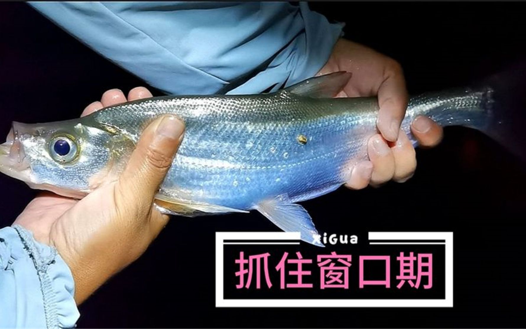 矶竿滑漂钓翘嘴,每期送你一个小技巧,快抓住连杆窗口期