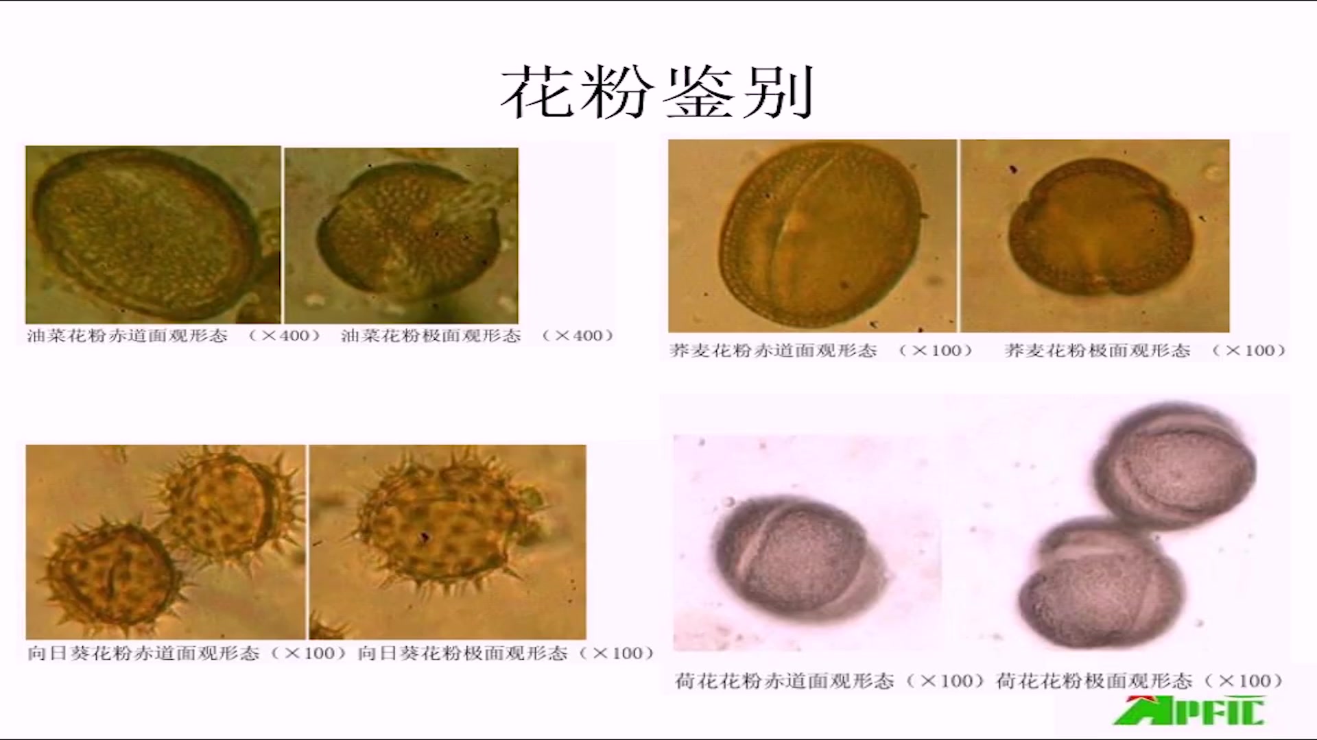 花粉鉴别哔哩哔哩bilibili