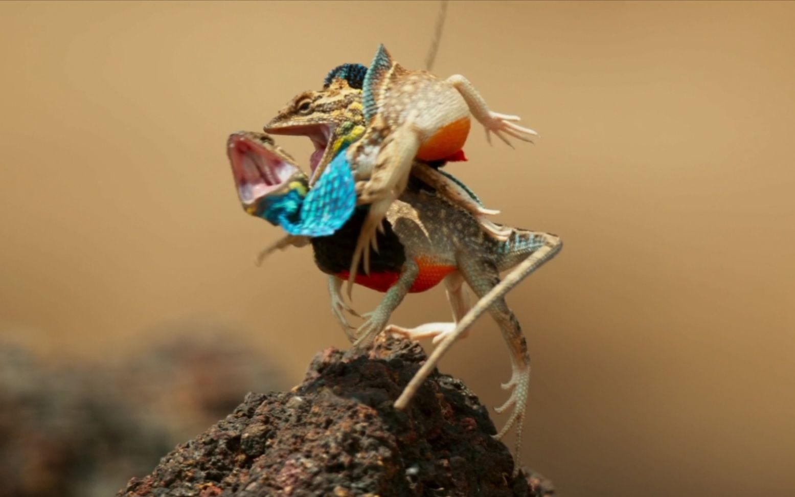 招招快狠准——两大扇喉蜥高手巅峰对决