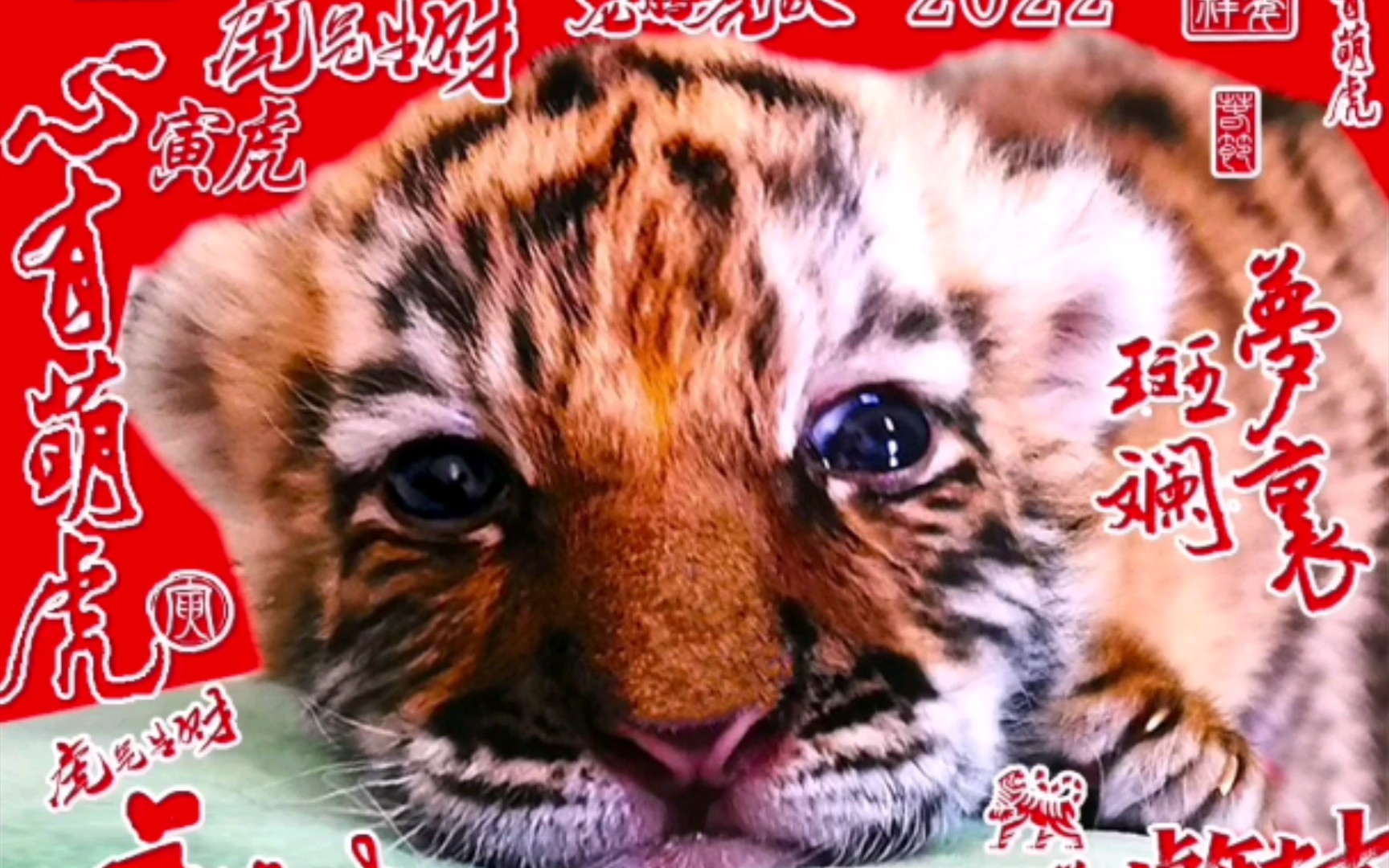 虎年虎语 :龙行虎步_哔哩哔哩_bilibili