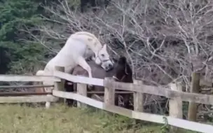 Скачать видео: 骟马突然觉得自己又行了