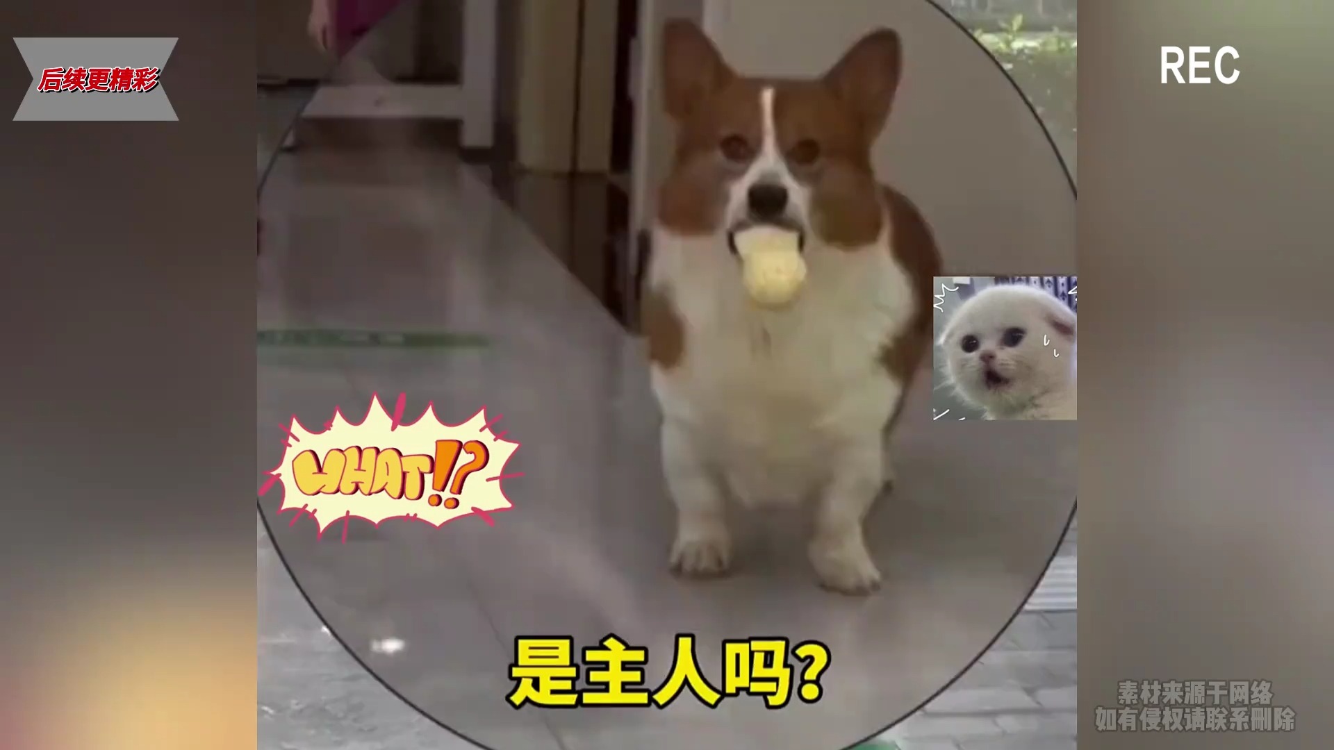 狗狗认主人的瞬间