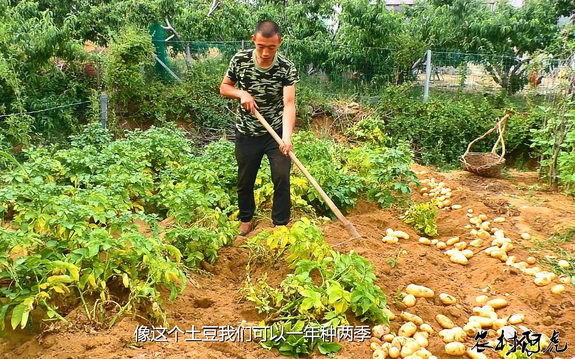 实拍山东大哥挖土豆,一看虎哥挖土豆这技术,就知道是个高手了!哔哩哔哩bilibili