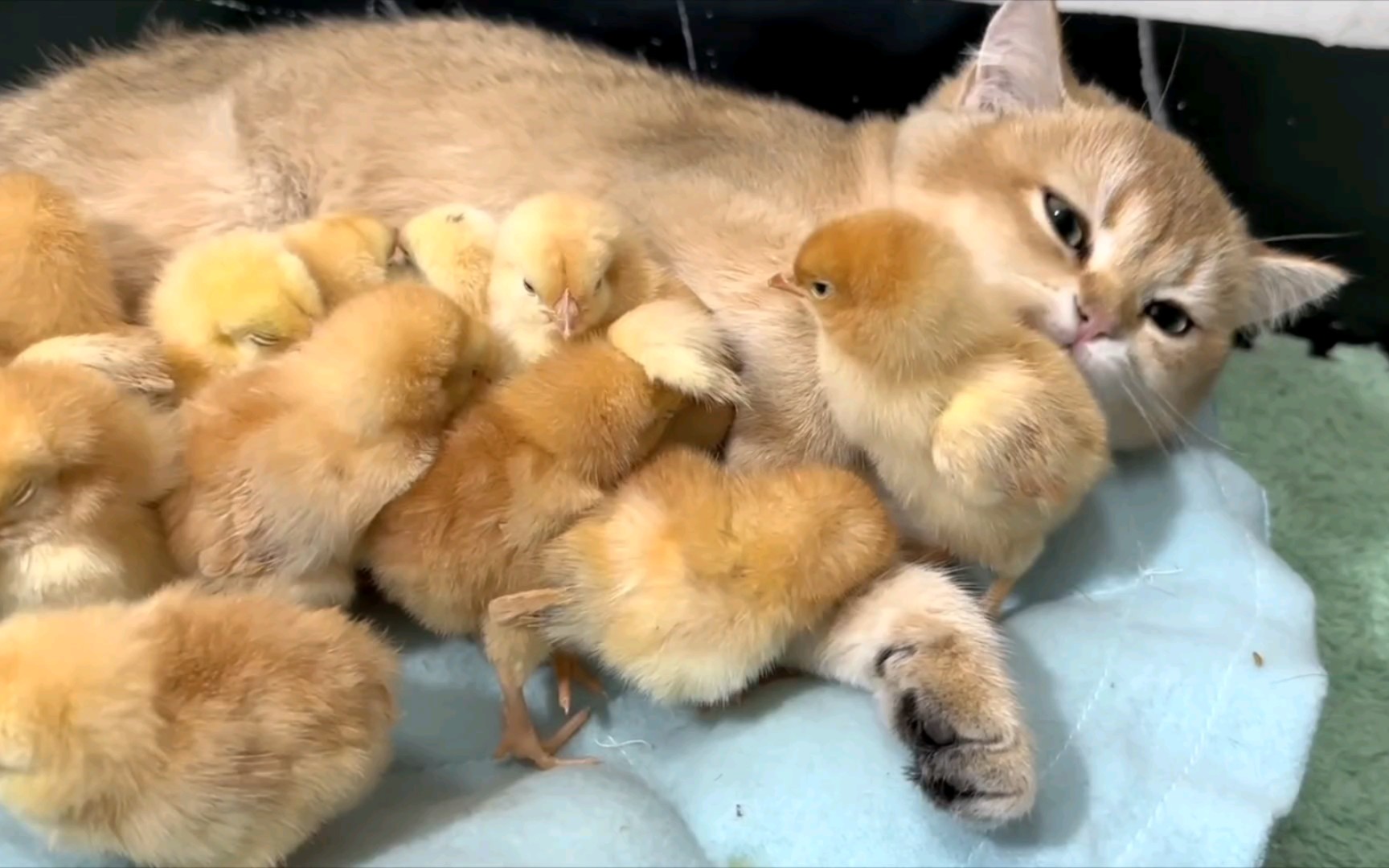 当小鸡把小猫当妈妈