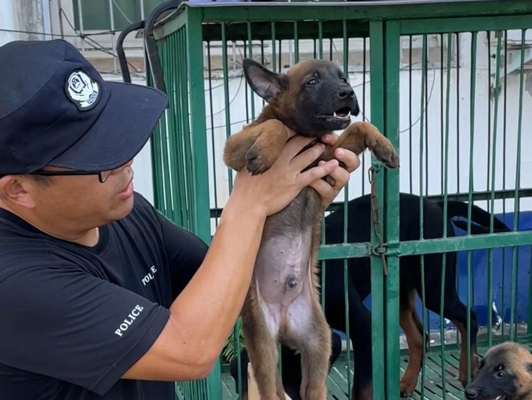 原本想从巴万的幼崽中挑一只公犬当后备警犬,结果一条小母犬出类拔萃、脱颖而出.小母犬后腿有狼爪,这两天就给它处理掉哔哩哔哩bilibili