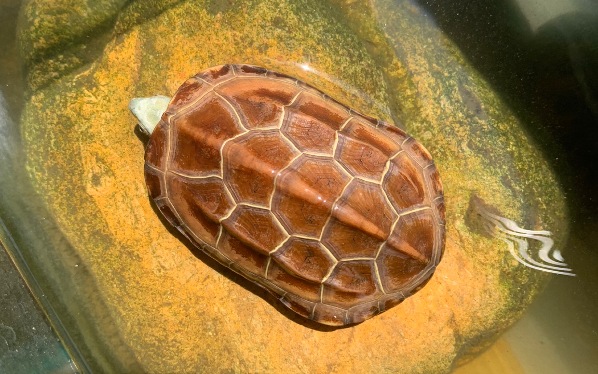 【草龟开箱】水锈金线公草小绿头开箱