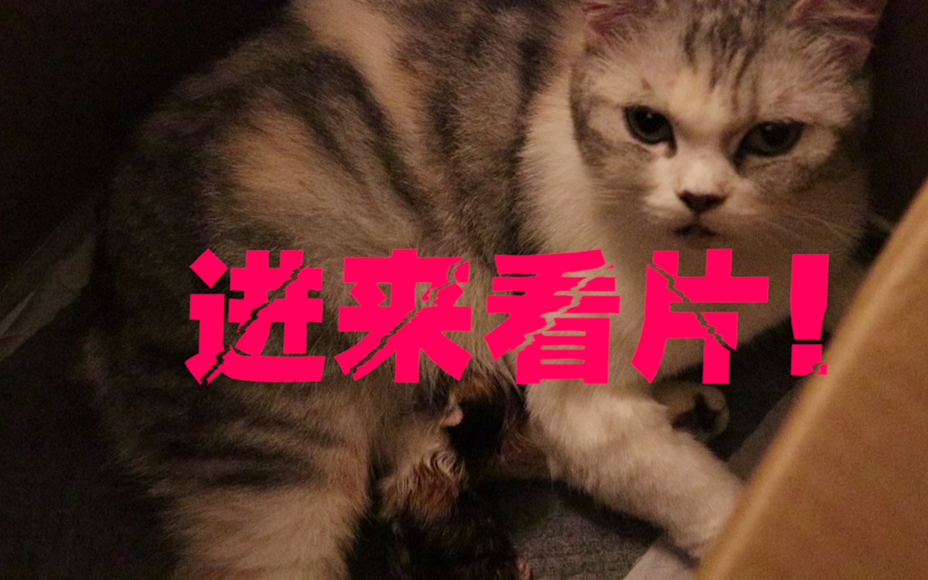 高清猫片纯享版哔哩哔哩bilibili