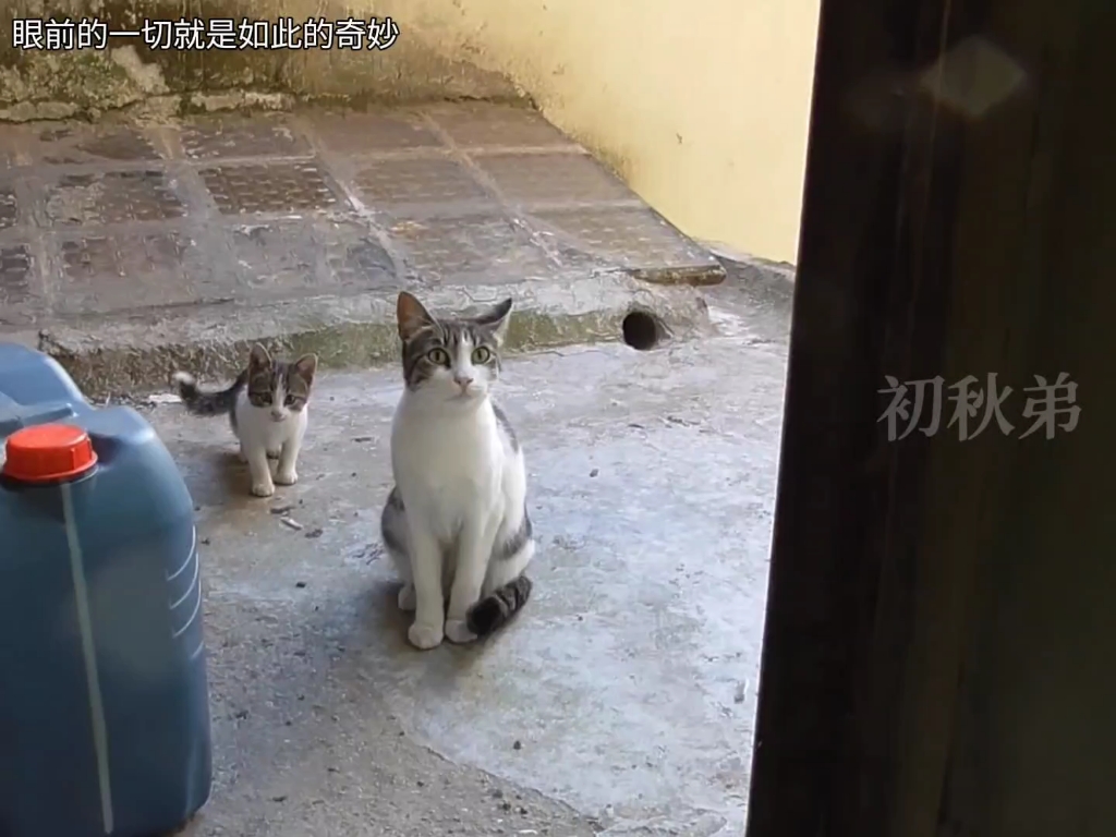 猫妈妈和猫宝宝最后有了一个温暖的家哔哩哔哩bilibili