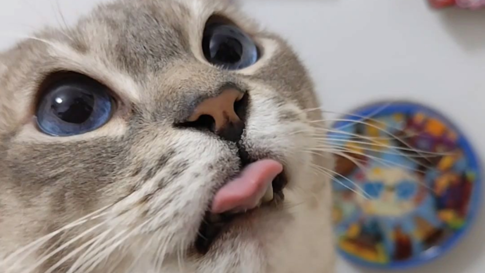 乖乖舔嘴吃猫条