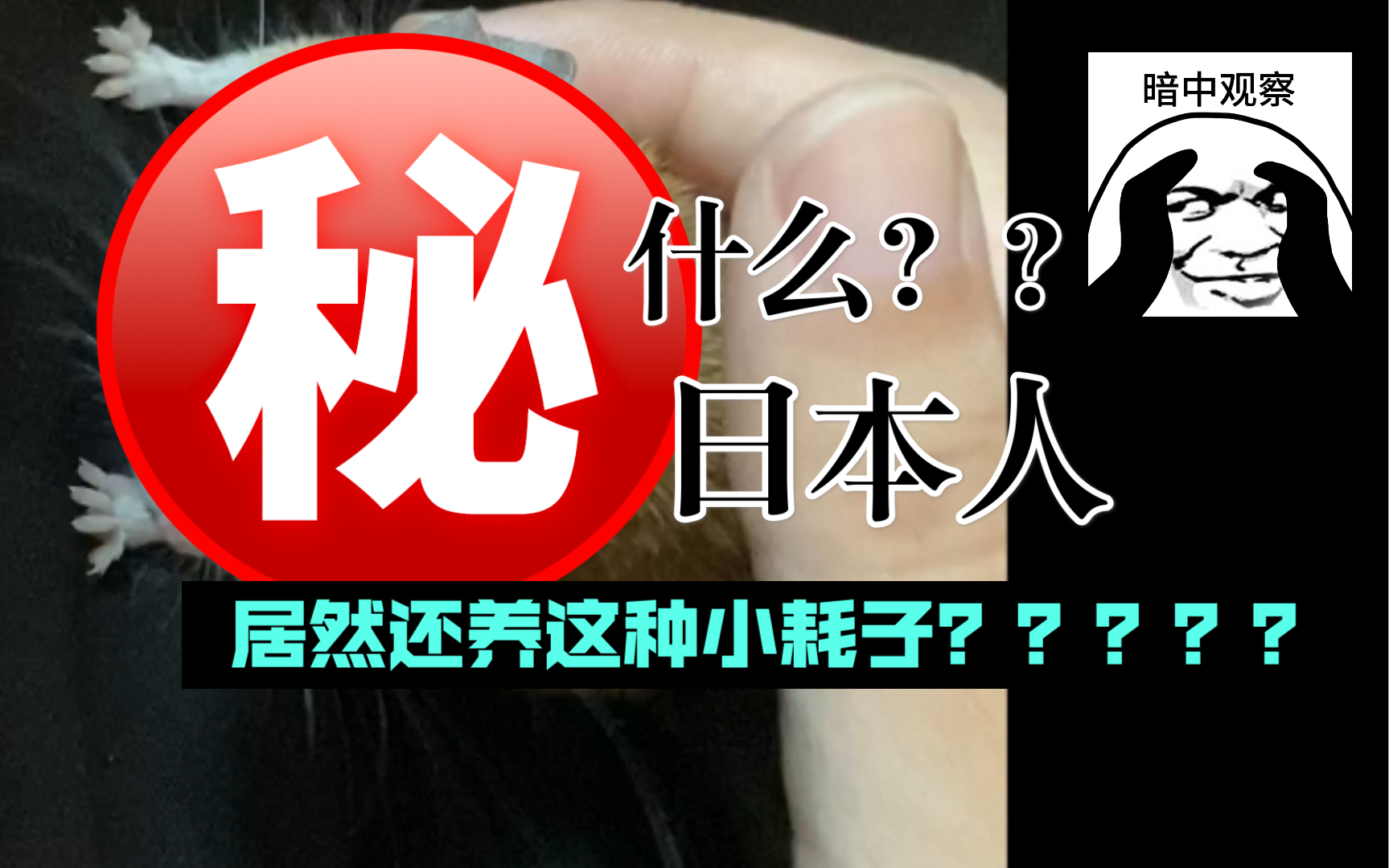 日本人居然还养这种小耗子?国内没见过的品种!开罗刺鼠/非洲刺毛鼠哔哩哔哩bilibili