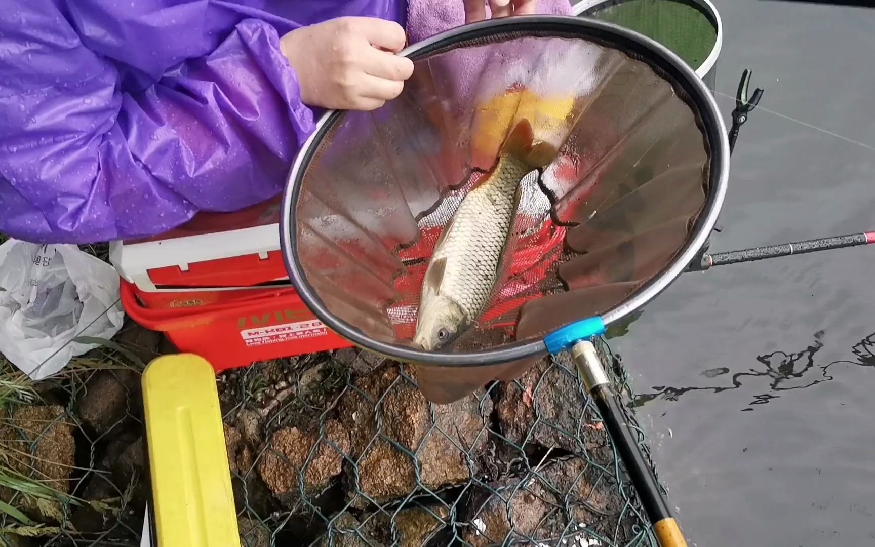 活动  野河钓大鳊鱼,钓底没口就尝试改变一下钓法,也许会有惊喜等着你