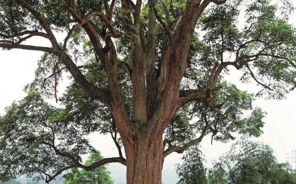 贵州金丝楠木树图片