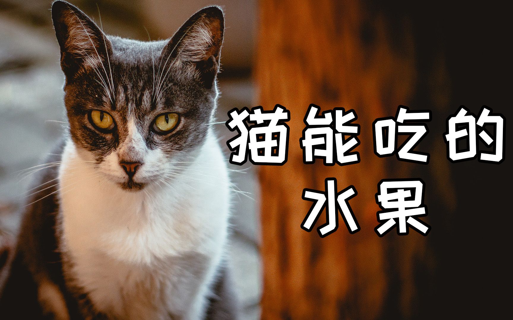 猫咪都能吃哪些常见水果?哔哩哔哩bilibili