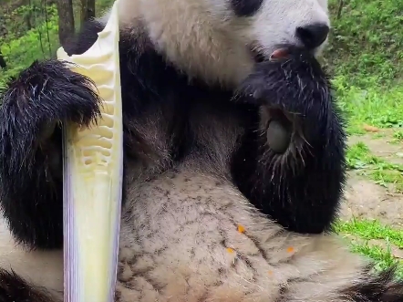 先来个胡萝卜开开胃