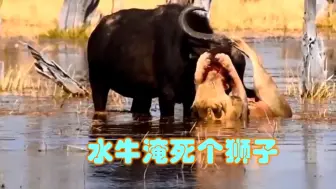 Download Video: 不知道水牛还有这一手，狮子死得很惨!