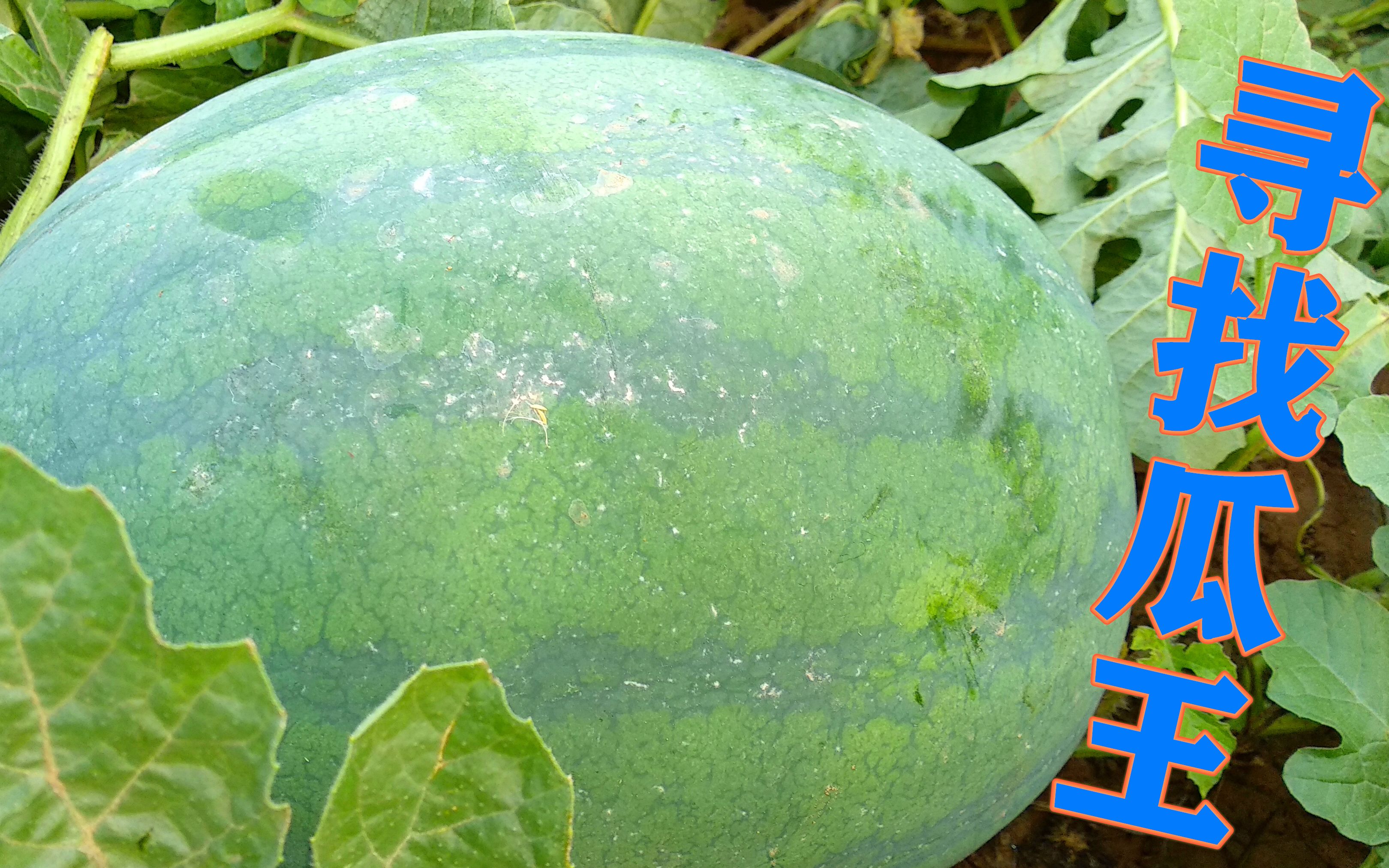 2亩西瓜大丰收瓜王究竟能有多大看小伙带你寻找甜脆瓜王