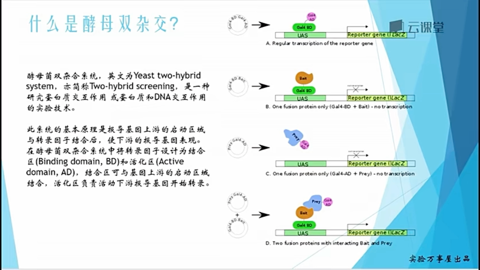 实验万事屋——分子生物学中级:酵母双杂交哔哩哔哩bilibili