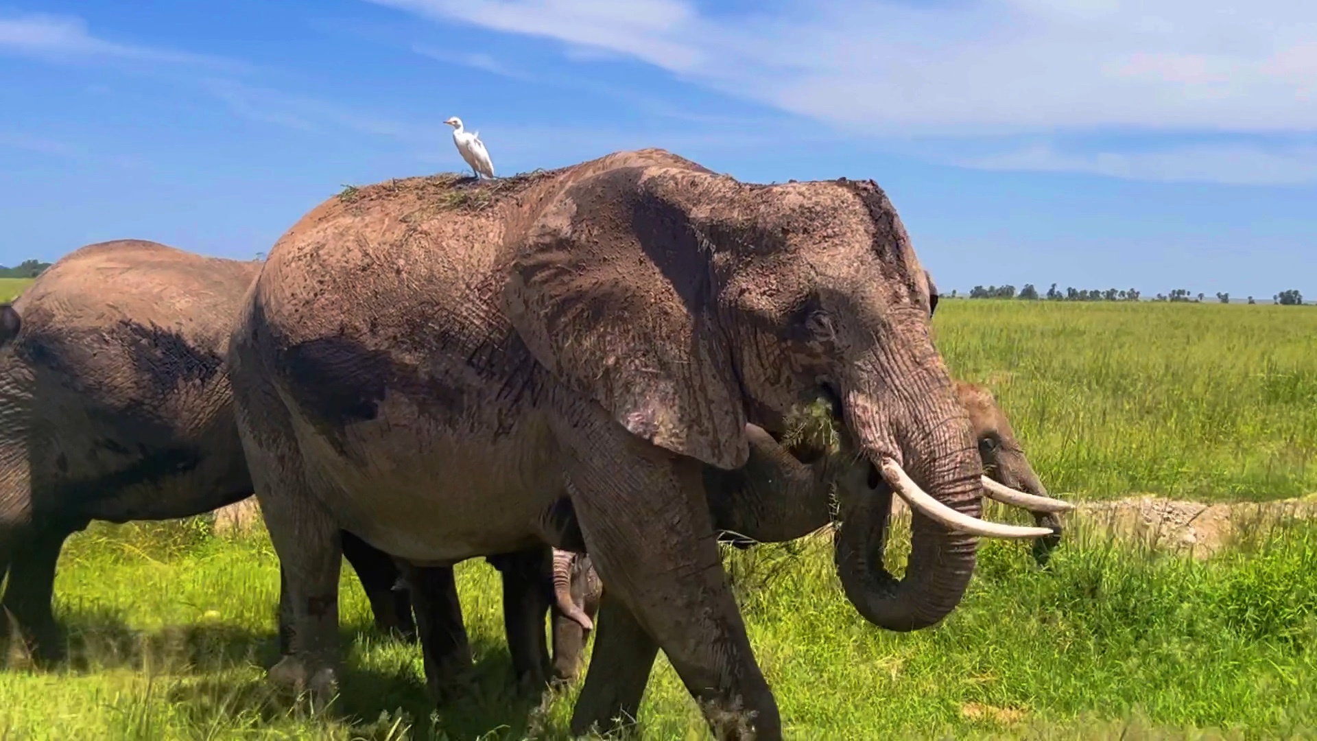 大象98是生命力的象征我爱非洲草原上的大象,分享一条随手拍