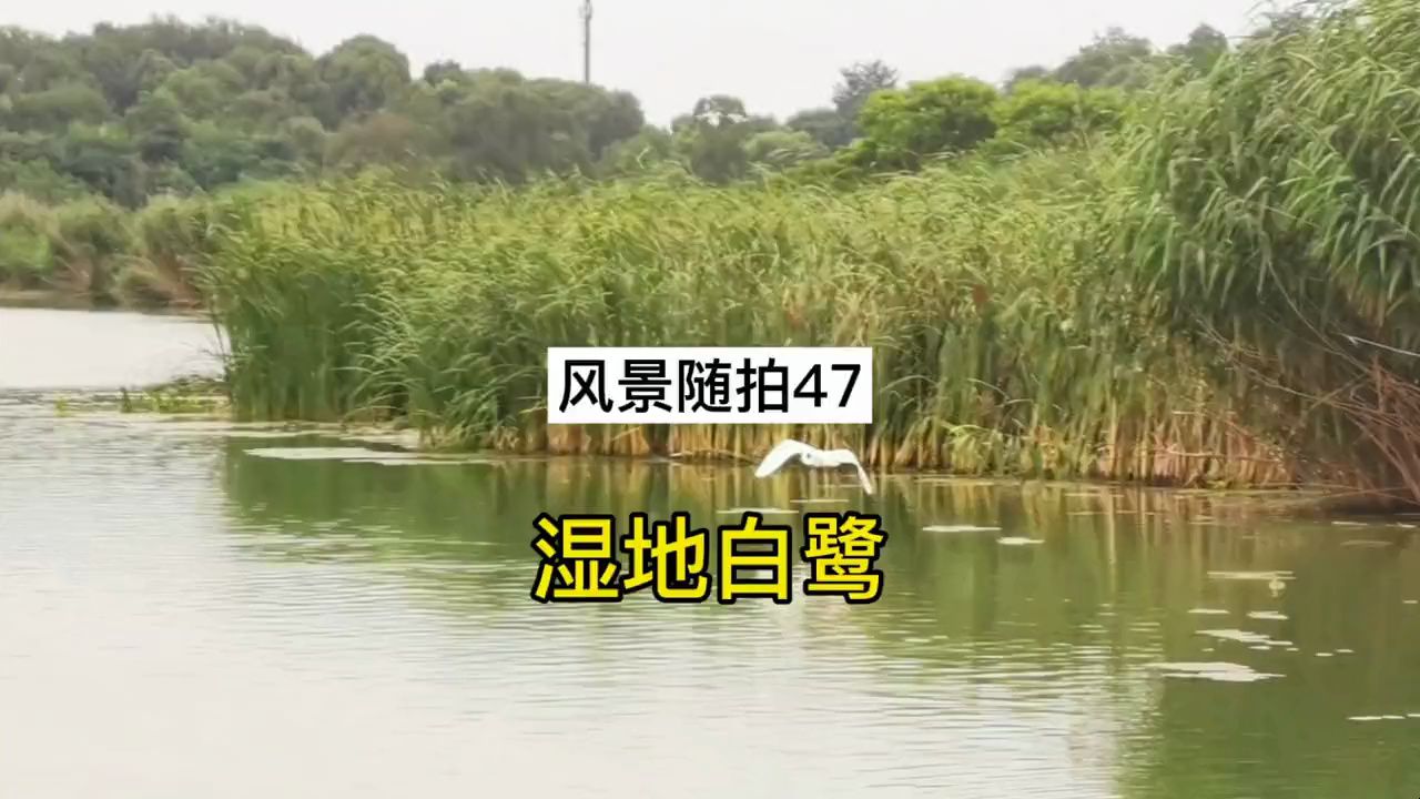 风景随拍47:湿地白鹭哔哩哔哩bilibili